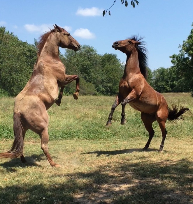 "Jubal" and "Chick Boudry", Fritz's two red roans
