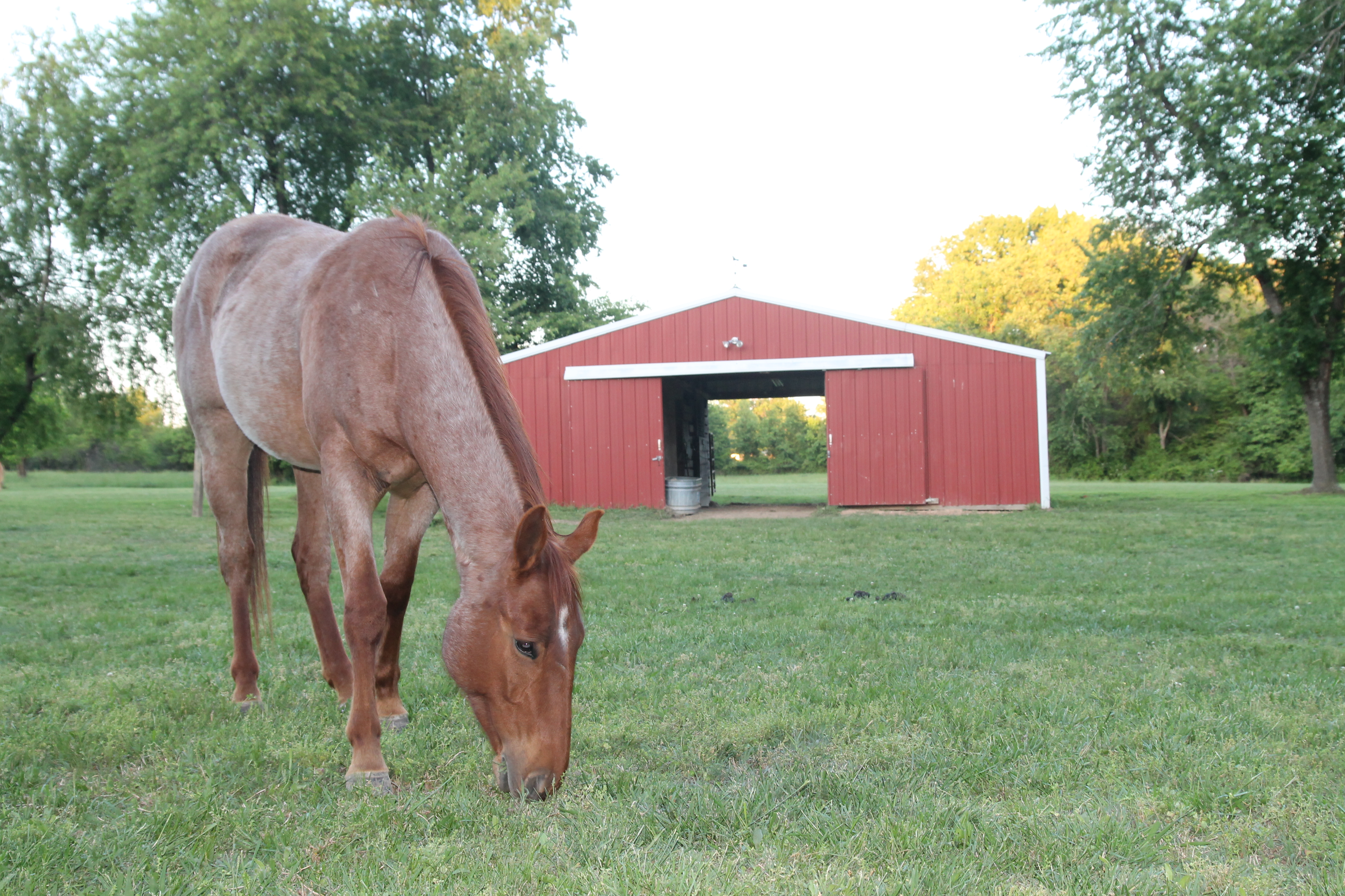"Chick Boudry" one of Fritz' red roan horses