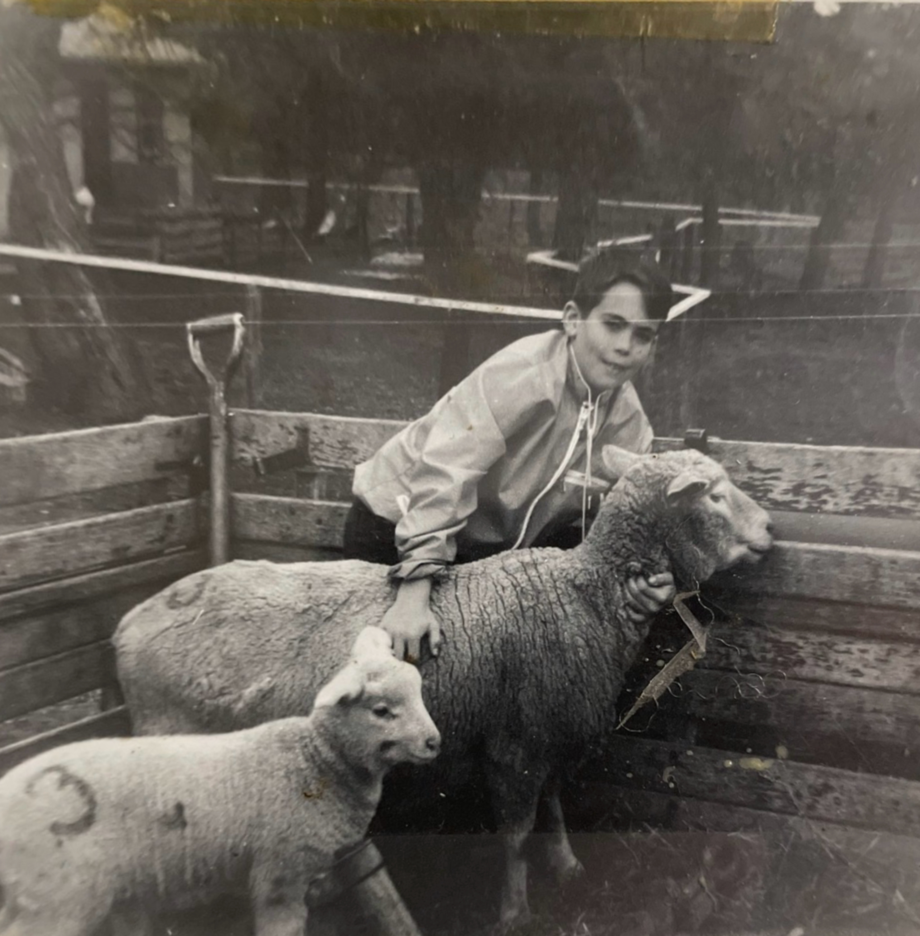 First Sheep at JW Nuckols Ranch